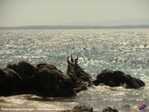 Isola-di-Mal-di-Ventre-Cormorani-sugli-scogli