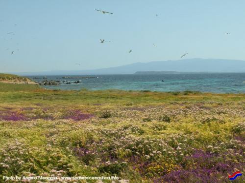 Isola-di-Mal-di-Ventre-flora-e-fauna