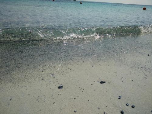 Isola (4)