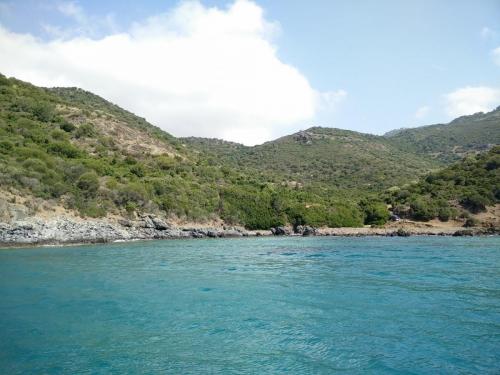 bosa (1)